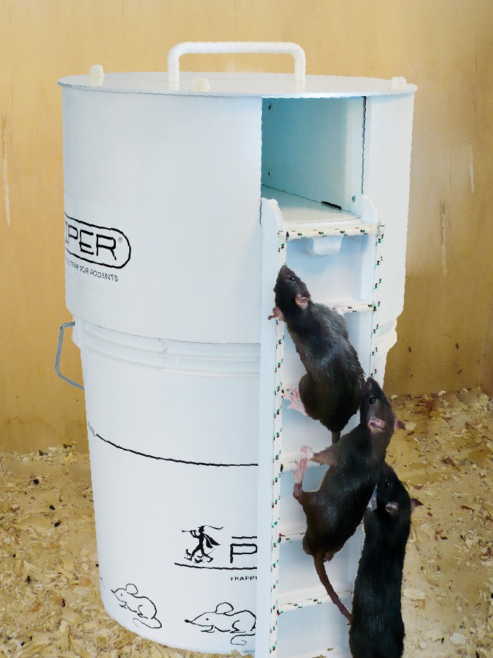 Trappola per topi, confezione da 2 piccoli cacciatori di topi umani per  bambini e trappola per roditori sicuri per animali domestici per topi  (viola / marrone)